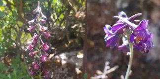 Sadece Kıbrıs’ta bulunan Delphinium Caseyi koruma altında olacak