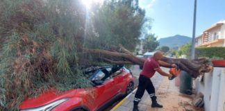 Zeytinlik’te rüzgârın etkisiyle kökünden kopan ağaç, park halindeki aracın üzerine devrildi