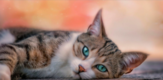 kedi