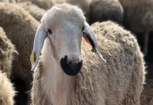 hayvan