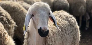 hayvan