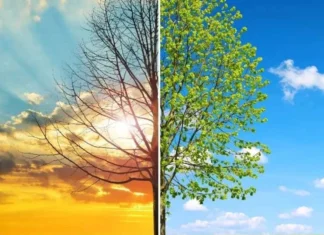 Dünya Meteoroloji Örgütü