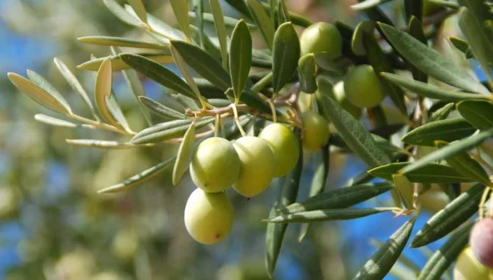 32 zeytin ve zeytin ürünü işletmesine kayıt belgesi verildi